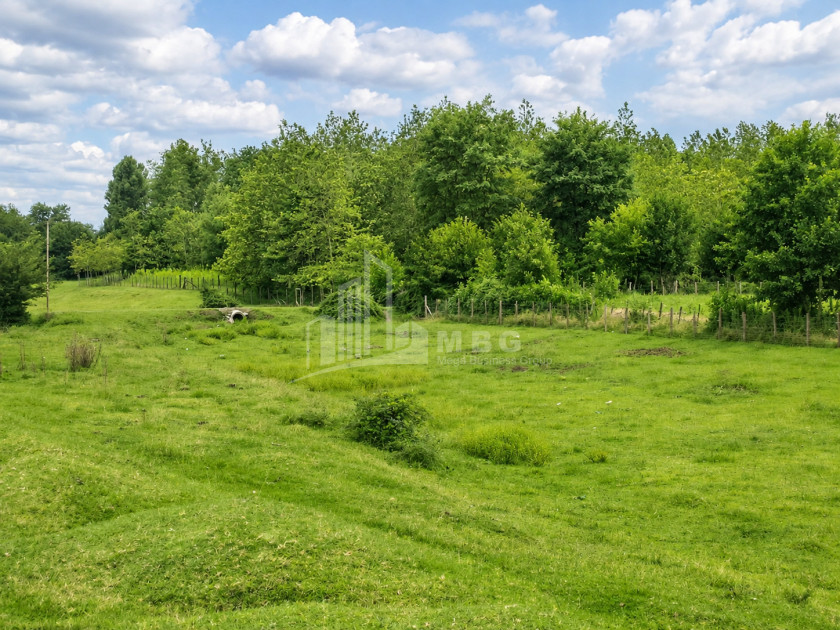 For Sale Orchards Land In Abasha