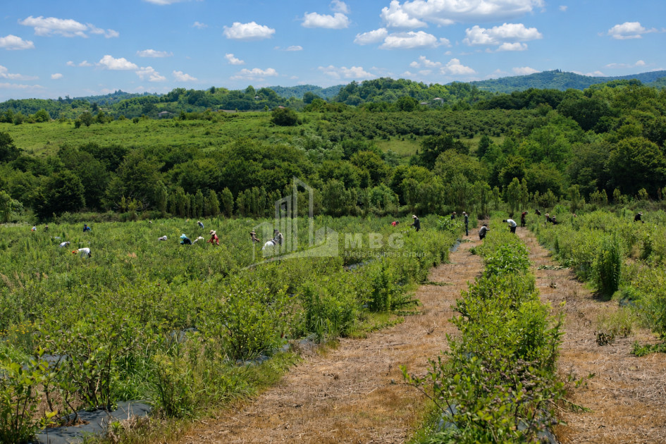For Sale Orchards Land In Senaki