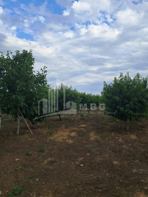 Продается Земля Телави Кахети