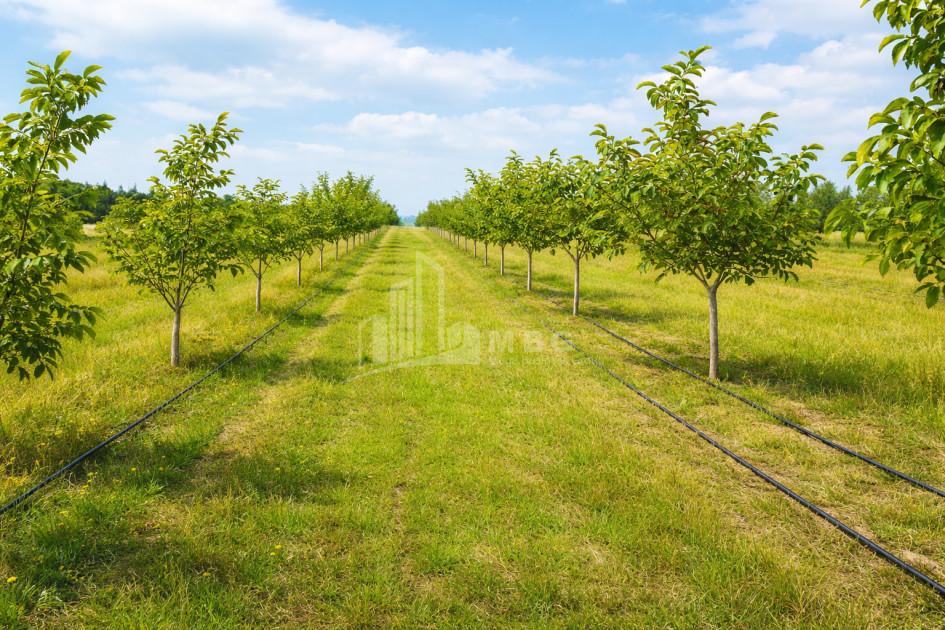 Продается Фруктовые сад Земля В Хашури