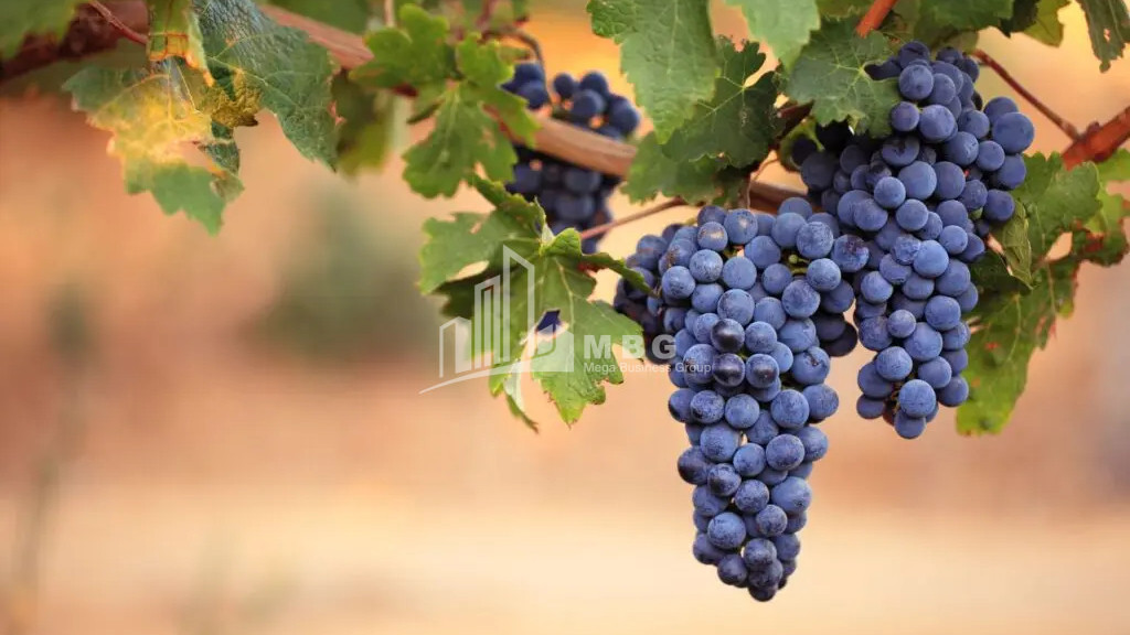 იყიდება მიწის ნაკვეთი ყვარელი კახეთი