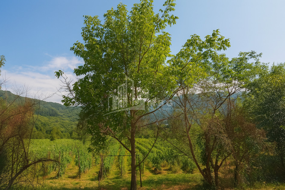 For Sale Land Kvatskhuti Ambrolauri Racha   Lechxumi Kvemo Svaneti