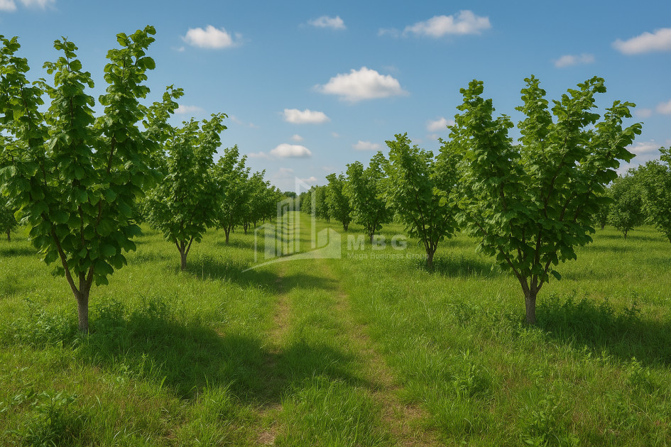 For Sale Land Kvemo Shukhuti Lanchkhuti Municipalities of Guria