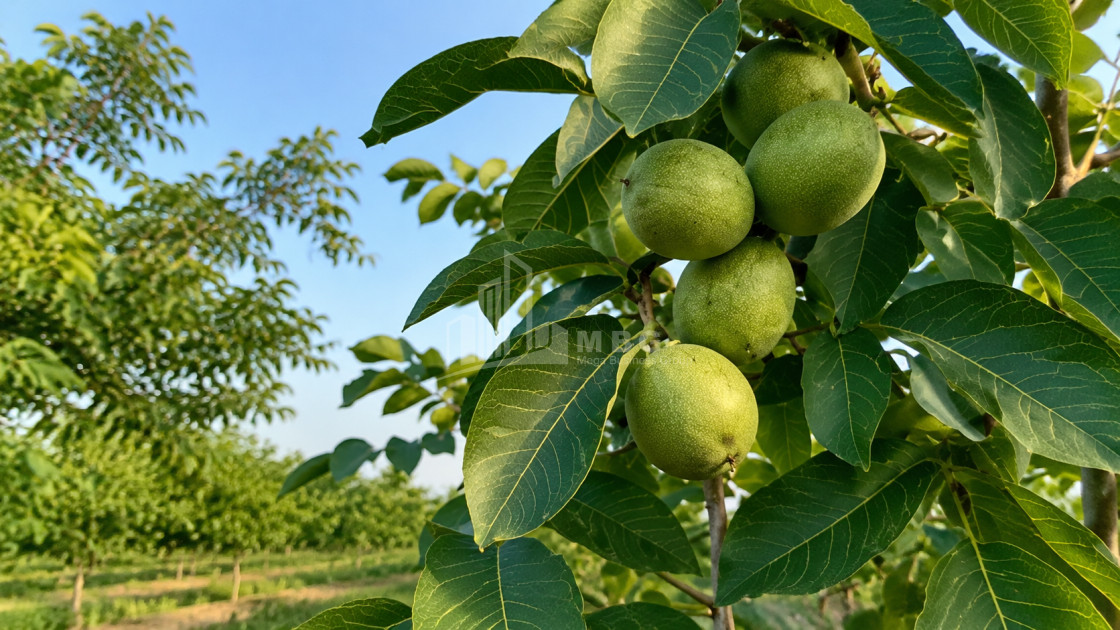 For Sale Walnut orchard Land In Anaga, Signagi