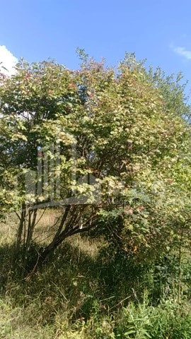 For Sale Country Land, in Zaridzes