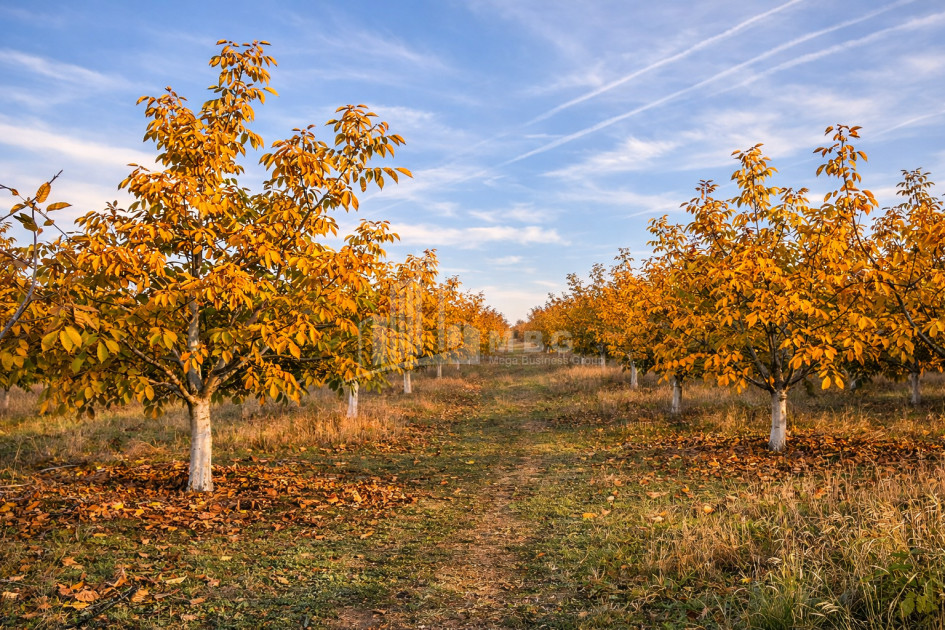 Продается Ореховый сад Земля В Мелани, Гурджаани