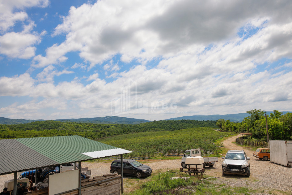 For Sale Orchards Land In Senaki