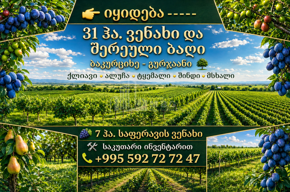 იყიდება ხეხილის ბაღი მიწის ნაკვეთი ბაკურციხეში, გურჯაანი