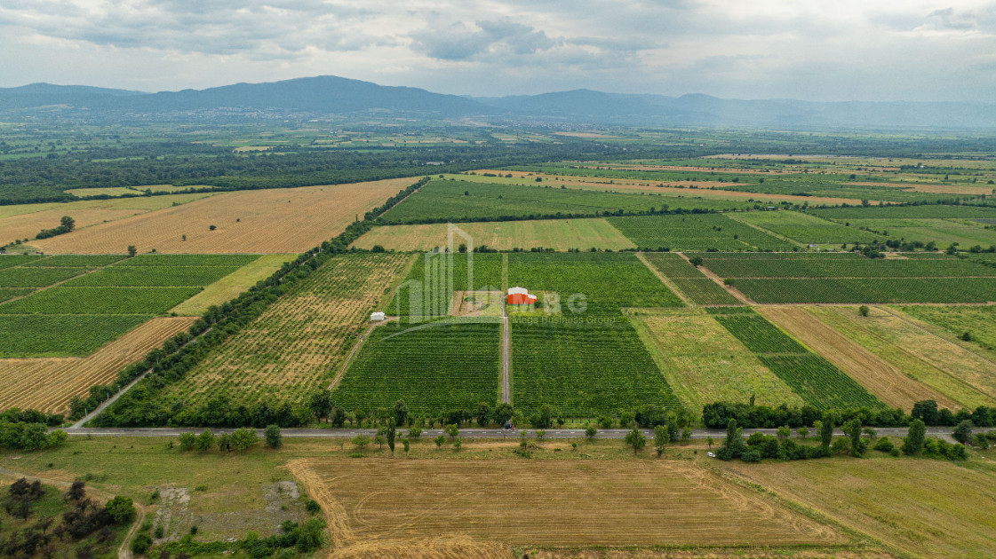 For Sale Land Napareuli Telavi Kakheti