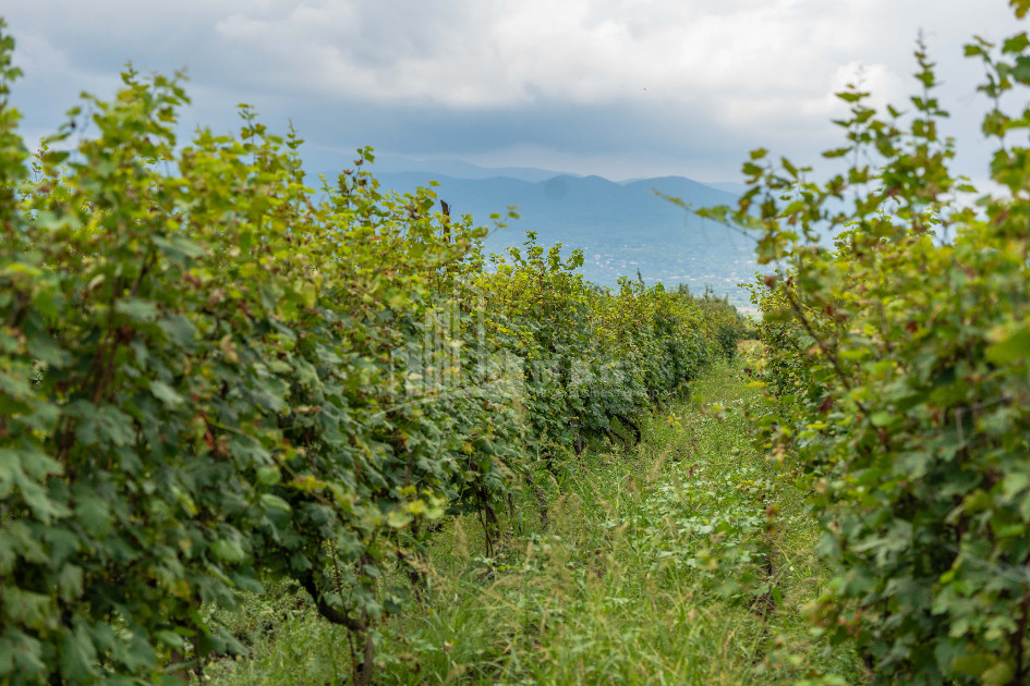 For Sale Land Kakheti