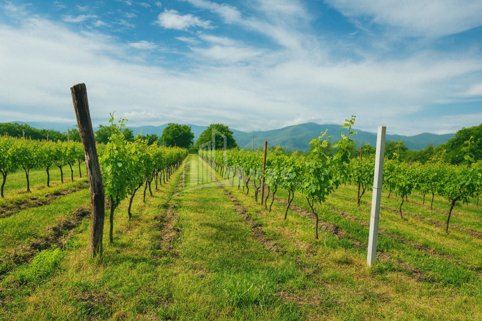 Продается Земля Кучатани Кварели Кахети