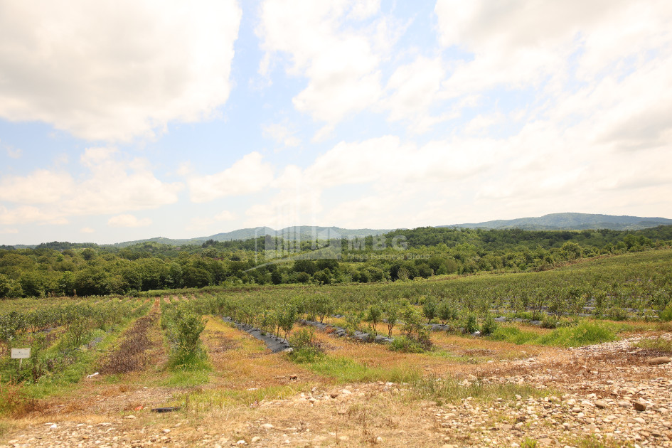 For Sale Orchards Land In Senaki
