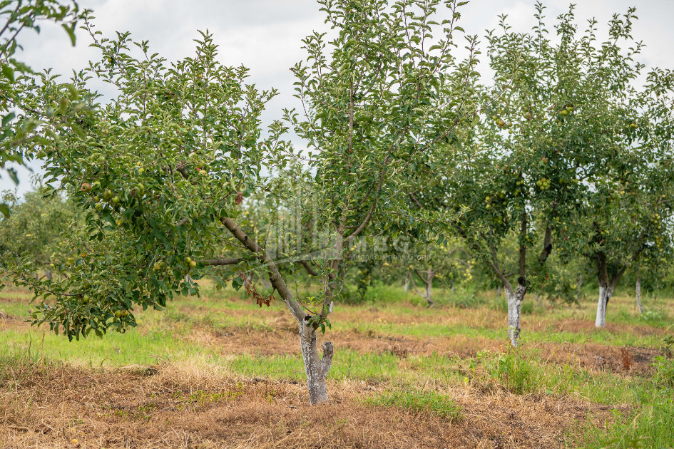 For Sale Land Kakheti