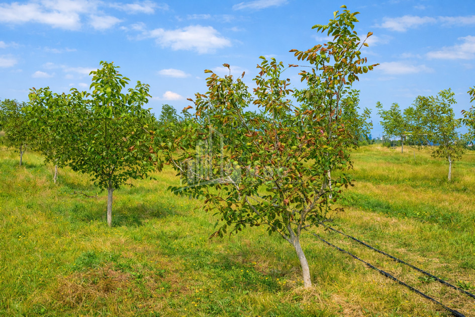 Продается Фруктовые сад Земля В Хашури