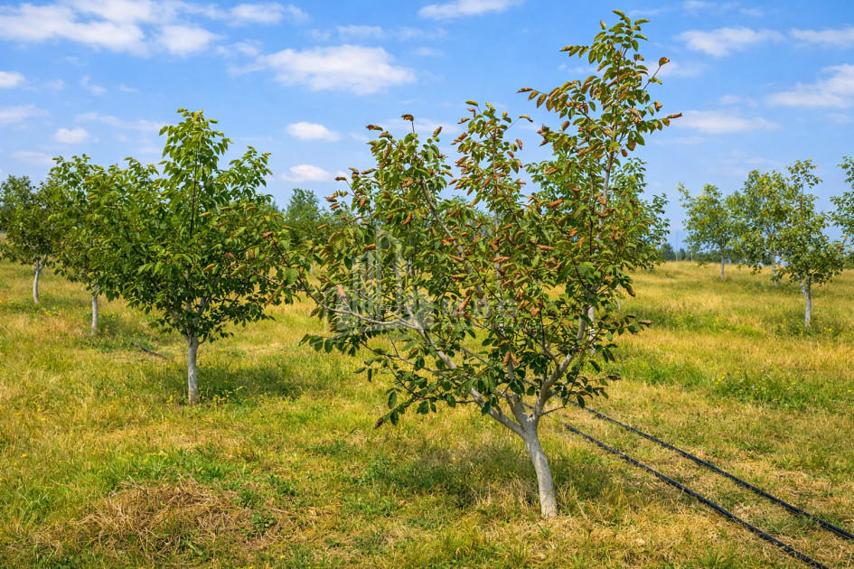 Продается Фруктовые сад Земля В Хашури