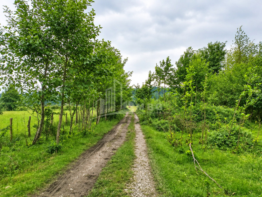 For Sale Orchards Land In Abasha
