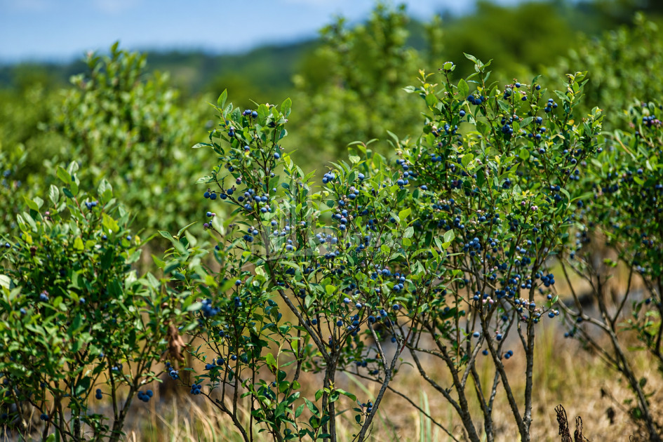 For Sale Orchards Land In Senaki