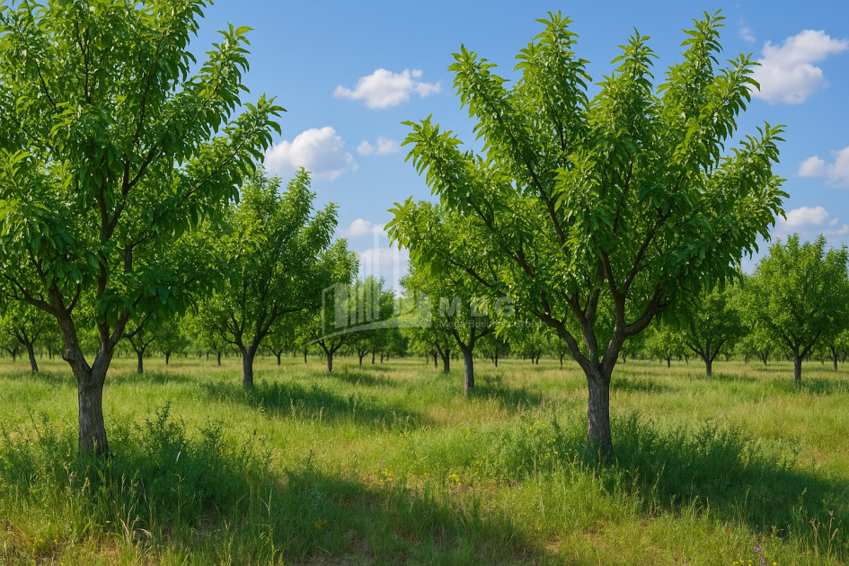 For Sale Land Does Kaspi Shida Kartli