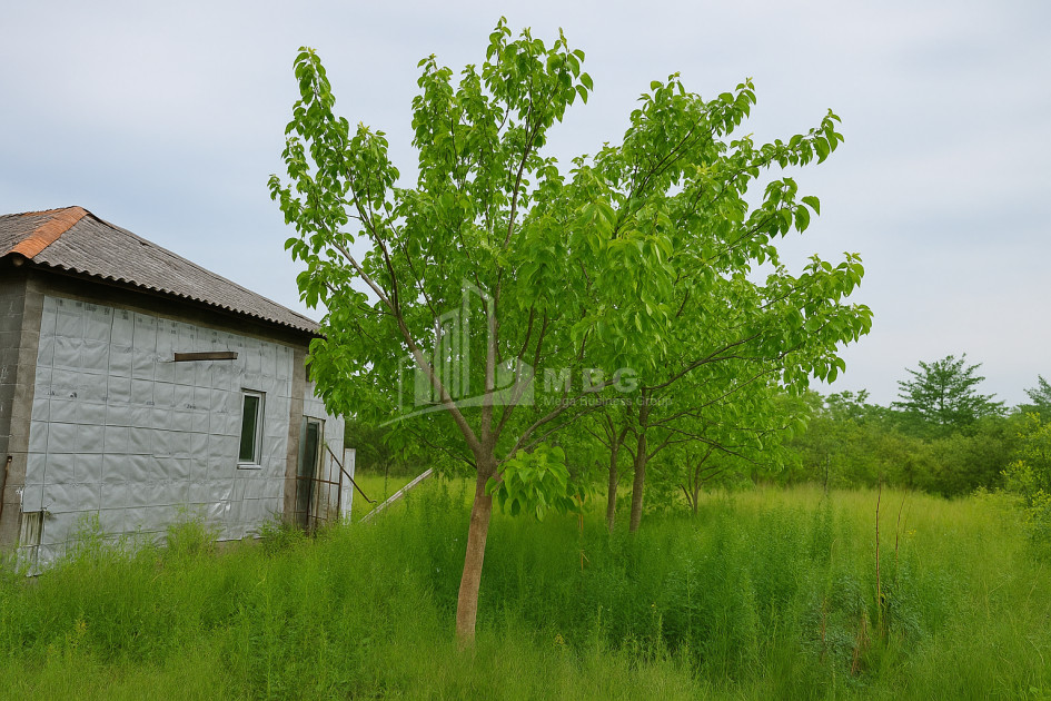 For Sale Land Kvemo Shukhuti Lanchkhuti Municipalities of Guria