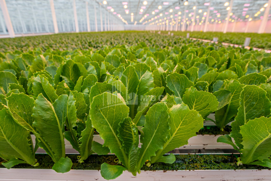 For Sale Farm Greenhouse Land In Marneuli