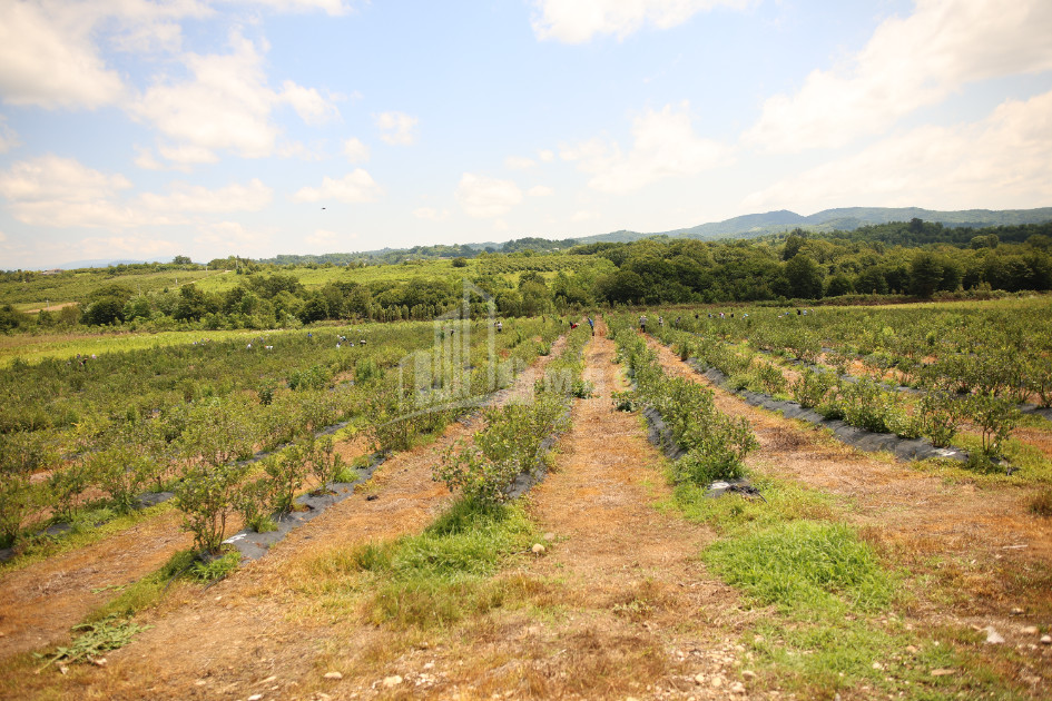 For Sale Orchards Land In Senaki
