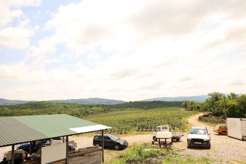 For Sale Orchards Land In Senaki