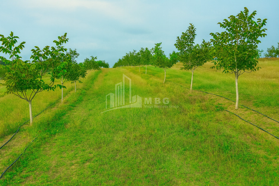 იყიდება მიწის ნაკვეთი ხაშური შიდა ქართლი