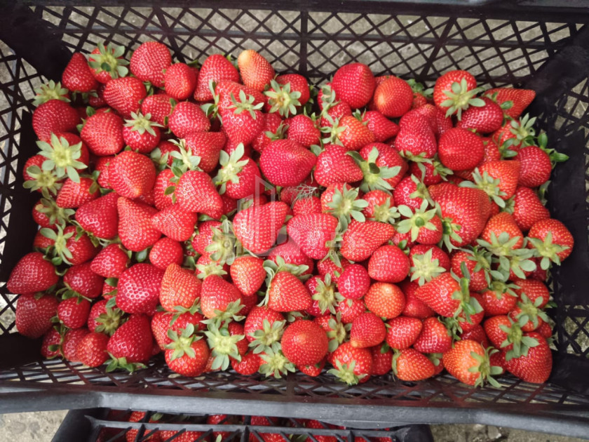 For Sale Land, Nosiri, Senaki, Samegrelo