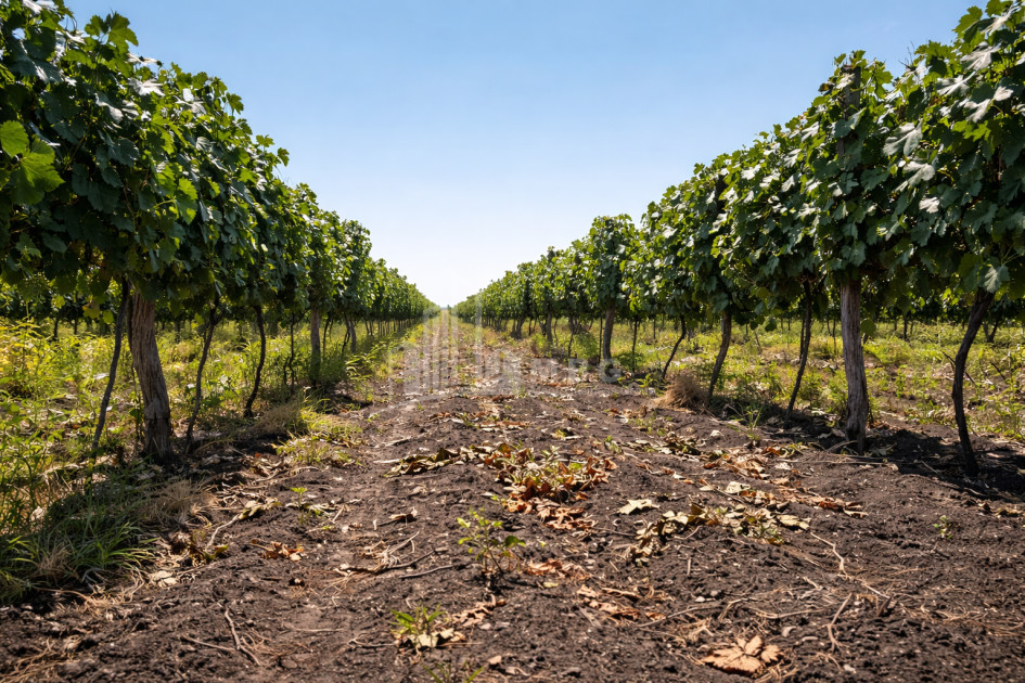 For Sale Vineyard - Chateau Land In Melani, Gurjaani