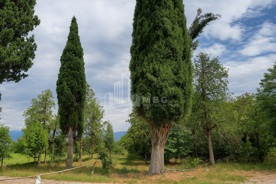 იყიდება კომერციული ფართი თელავი კახეთი