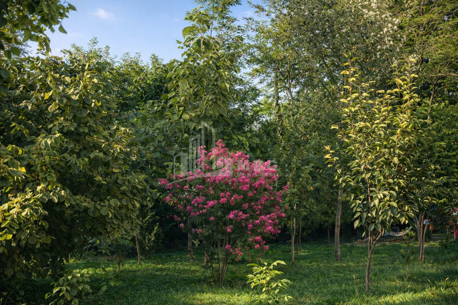 Business for sale Commercial Telavi Kakheti