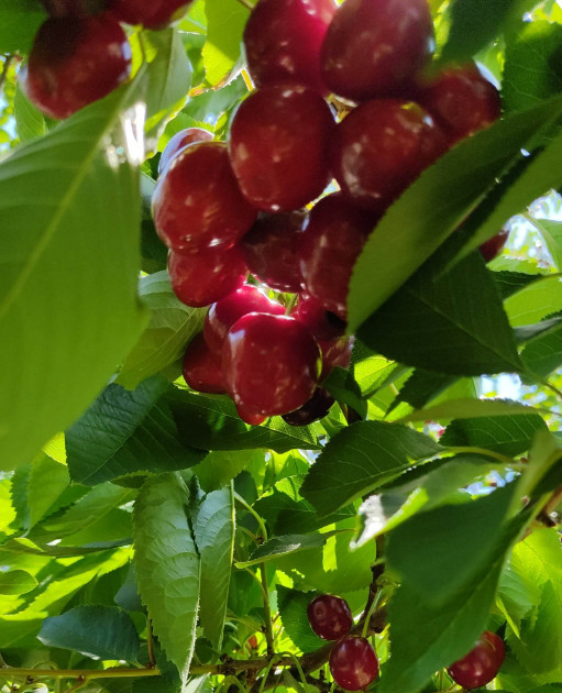 იყიდება სამოსახლო მიწის ნაკვეთი, მუხიანის დაჩები