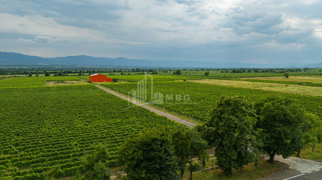 For Sale Land Napareuli Telavi Kakheti