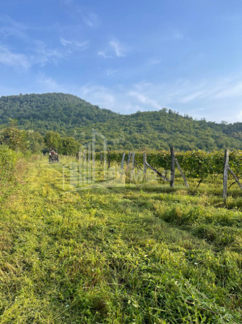 For Sale Land Mtisdziri Kvareli Kakheti