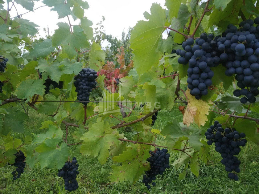 For Sale Vineyard - Chateau Land In Gori