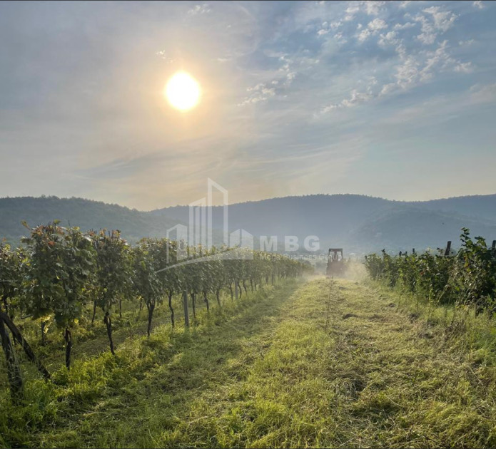 For Sale Land Mtisdziri Kvareli Kakheti