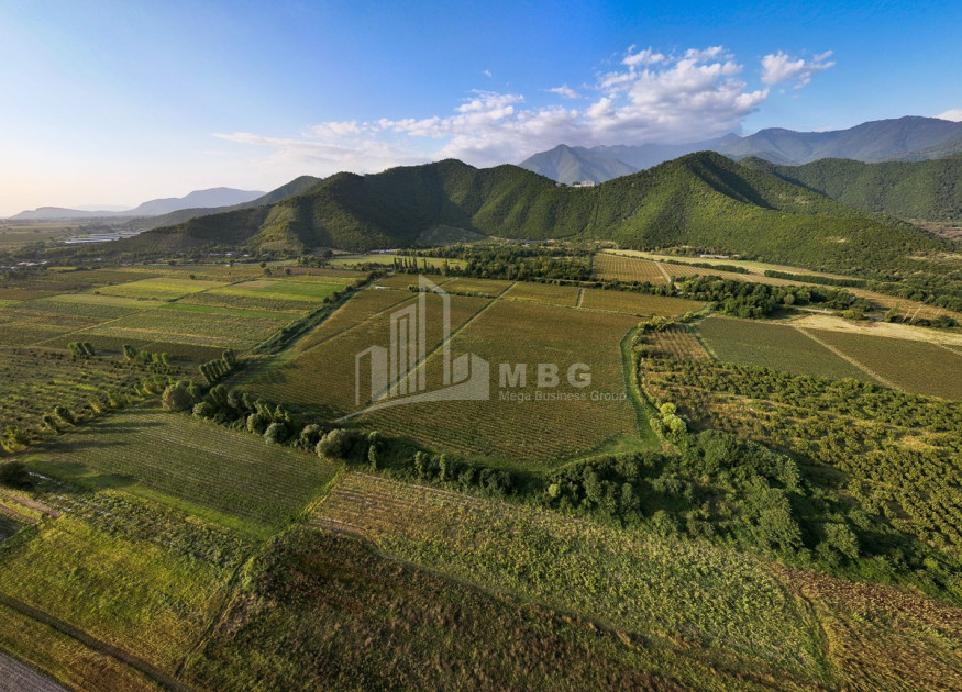 იყიდება მიწის ნაკვეთი ყვარელი კახეთი