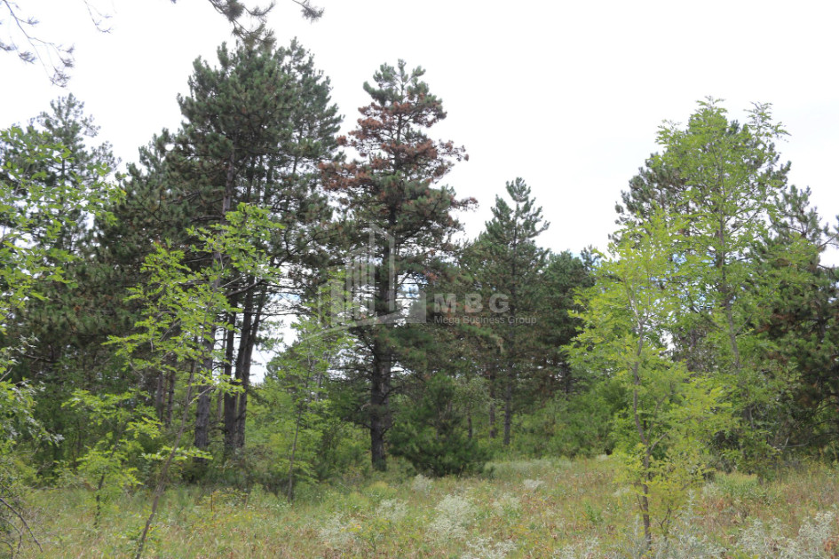 For Sale Country Land, in Daba Surami