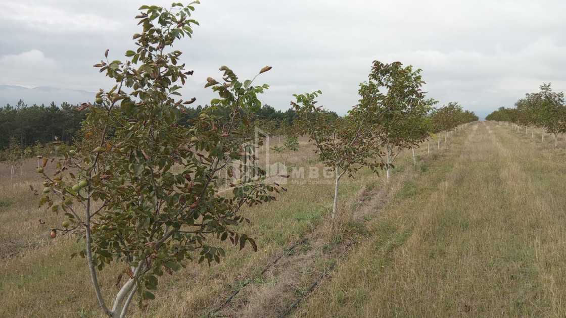 იყიდება მიწის ნაკვეთი ხაშური შიდა ქართლი