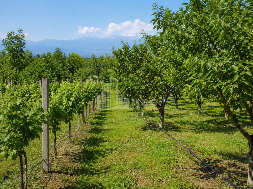 For Sale Orchards Land In Tsinandali, Telavi