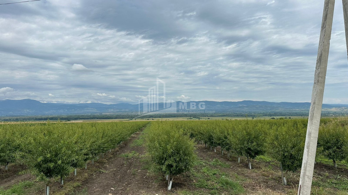 For Sale Land Sagarejo Kakheti