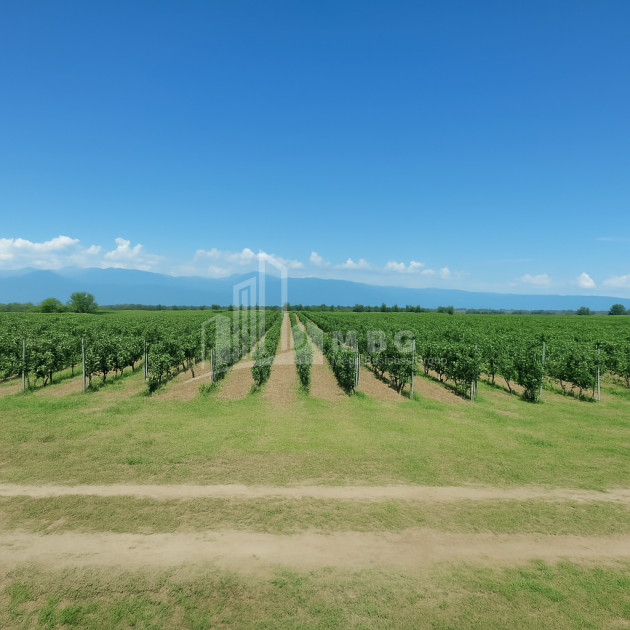 იყიდება ხეხილის ბაღი მიწის ნაკვეთი, ბაკურციხე