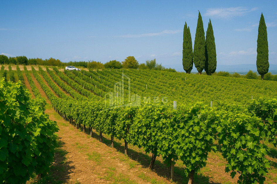 იყიდება მიწის ნაკვეთი ზეგაანი გურჯაანი კახეთი