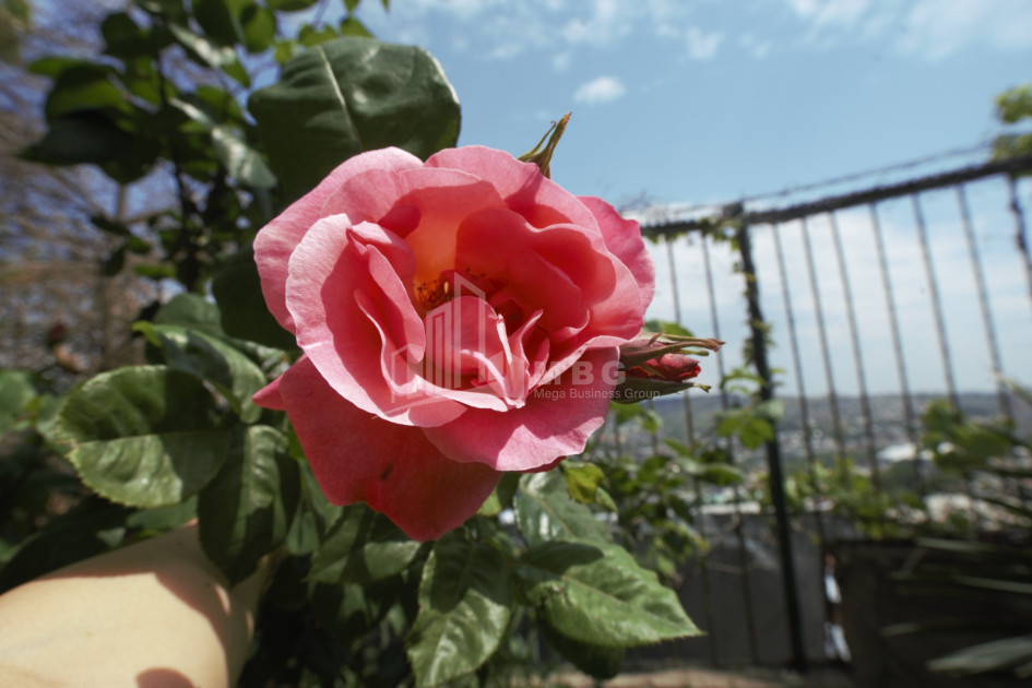 For Rent Building Commercial, in Mtatsminda