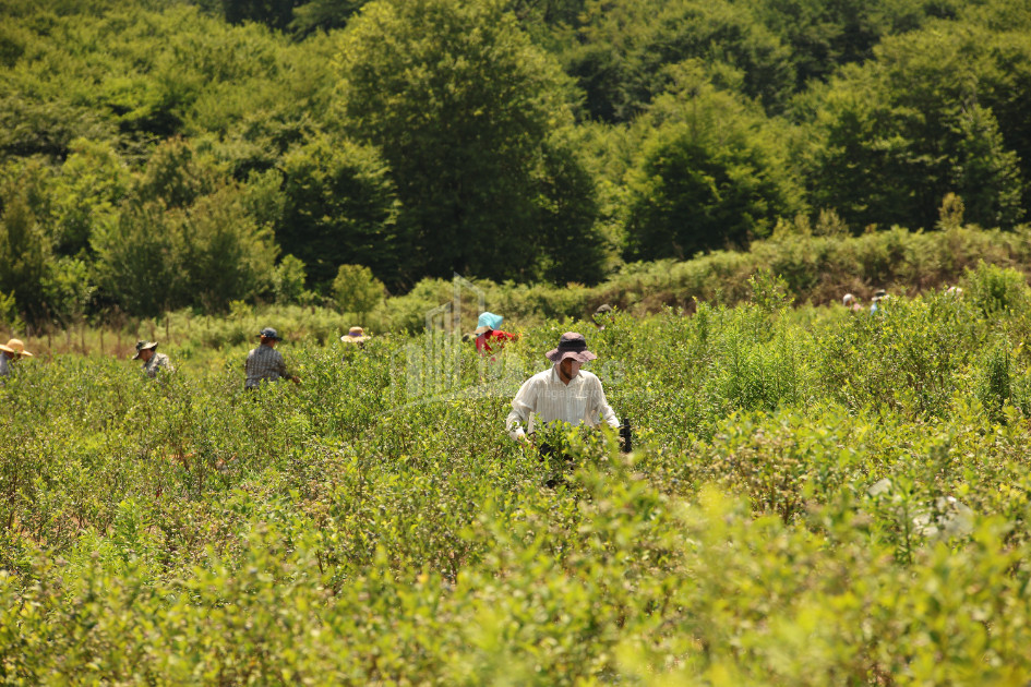 For Sale Orchards Land In Senaki