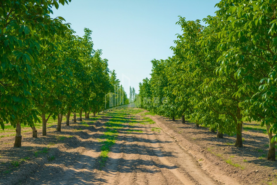 For Sale Land Does Kaspi Shida Kartli