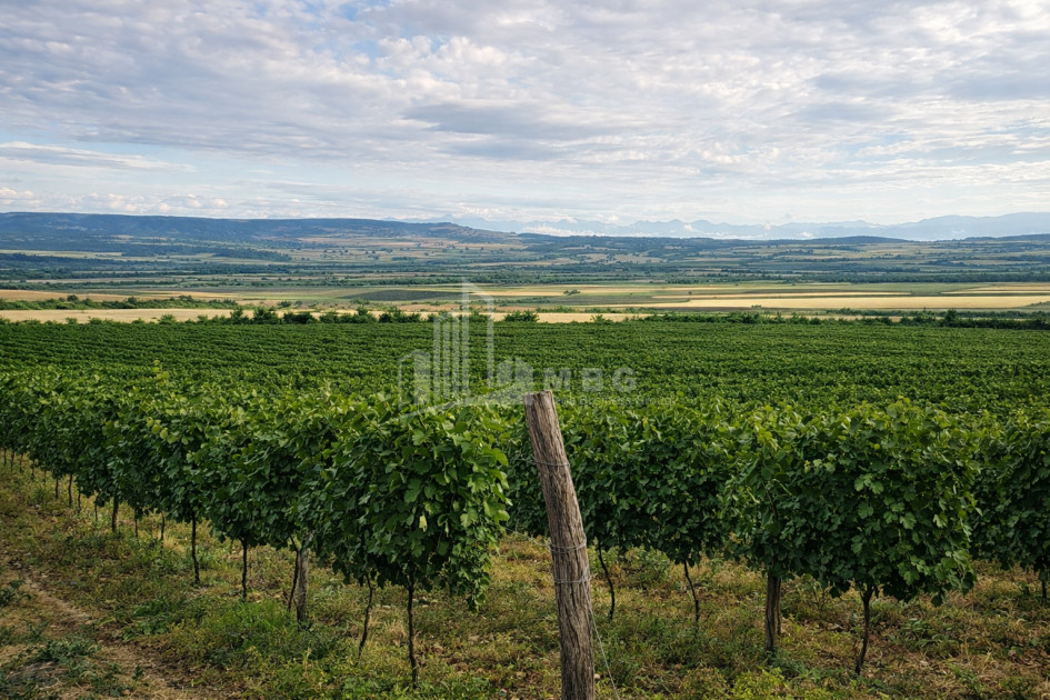 For Sale Vineyard - Chateau Land In Melani, Gurjaani