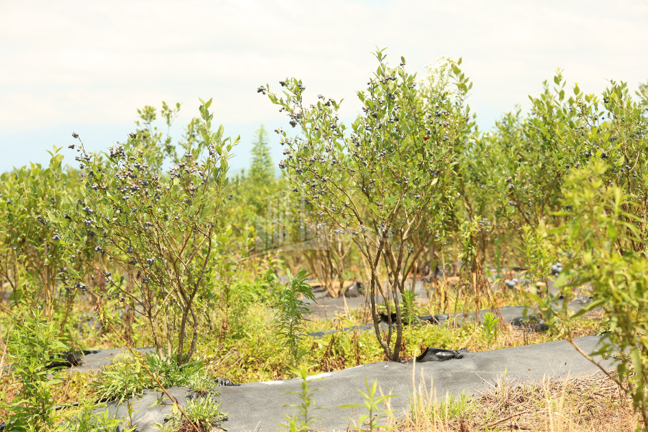 For Sale Orchards Land In Senaki