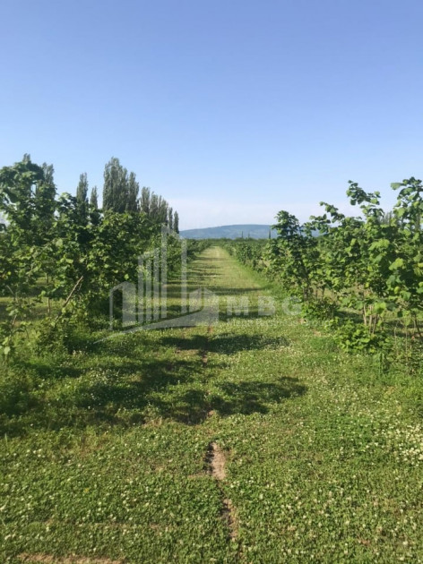 Продается Фруктовые сад Земля, в Сенакски