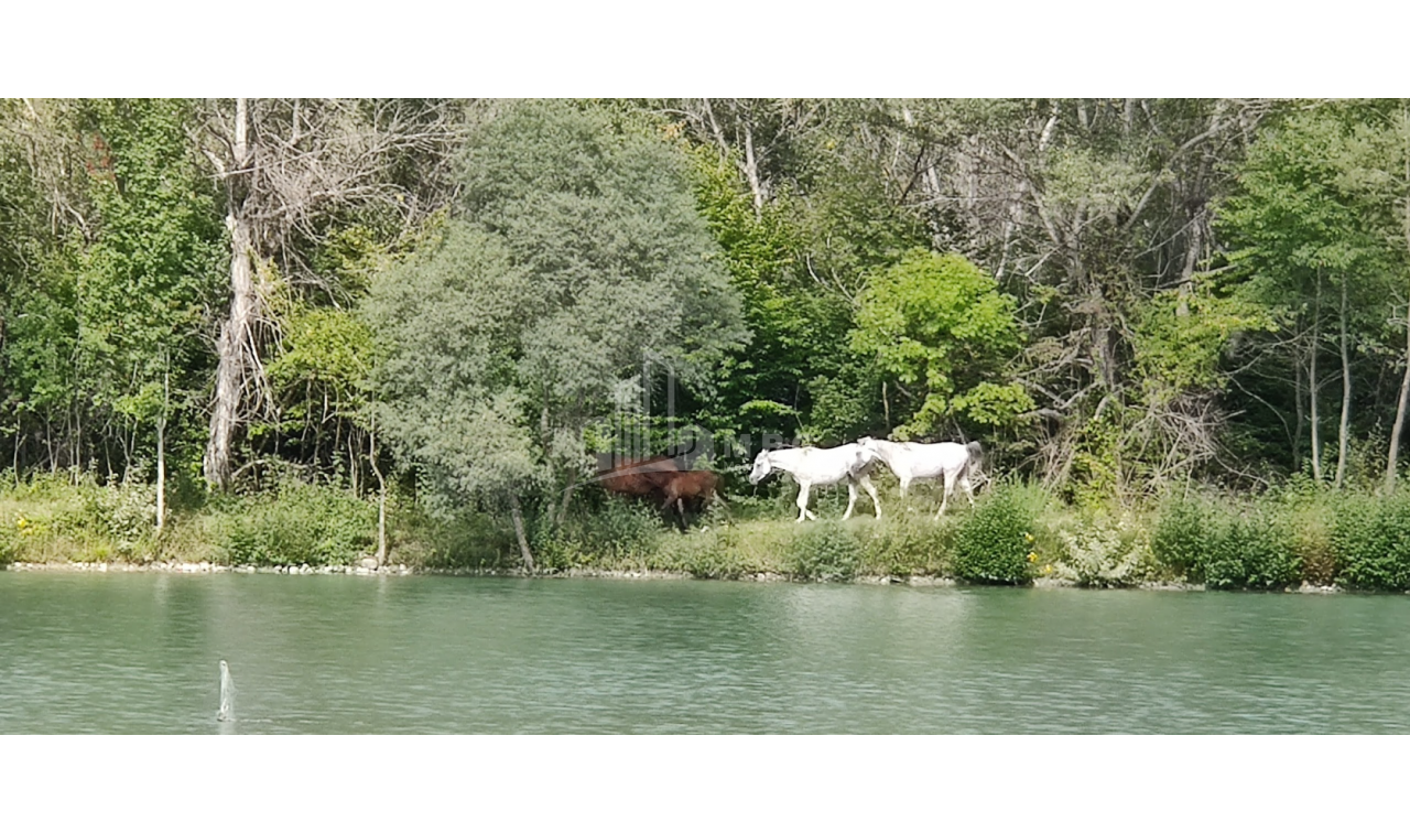 For Sale Lake - Fishing farm Land, in Gombori